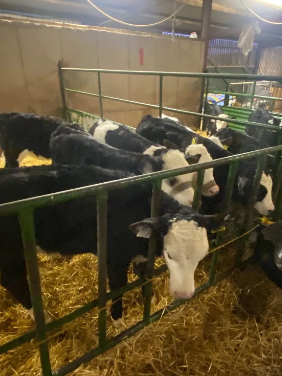 8 weeks old Hereford and Simmental calves - Image 1