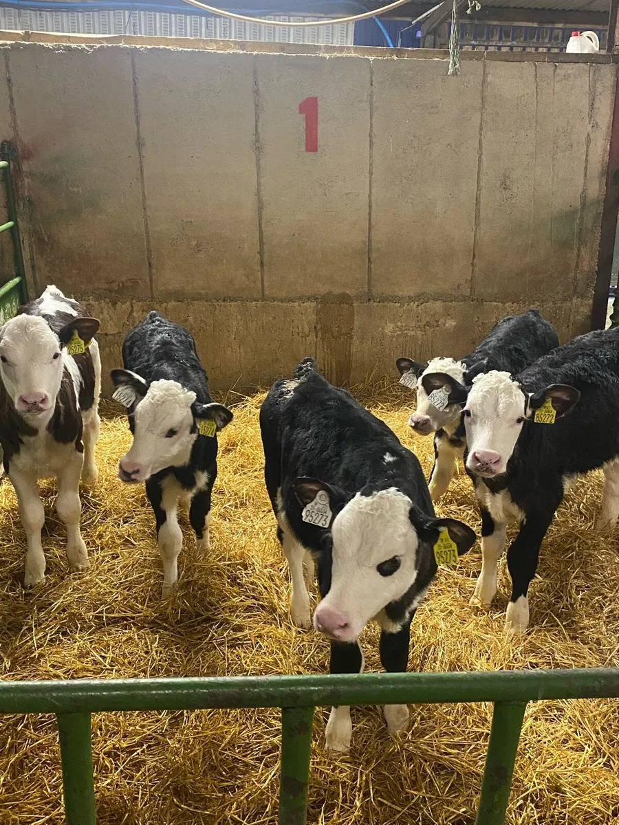 8 weeks old Hereford and Simmental calves - Image 2