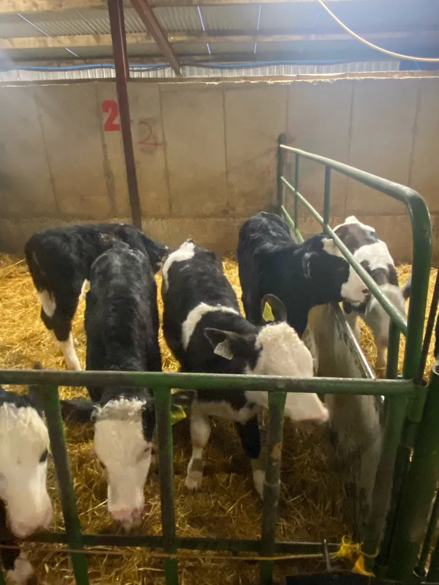 8 weeks old Hereford and Simmental calves - Image 3