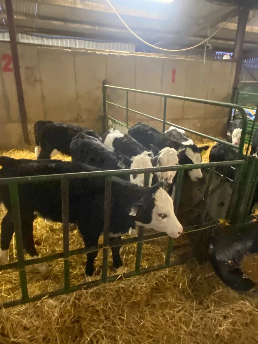 8 weeks old Hereford and Simmental calves - Image 4