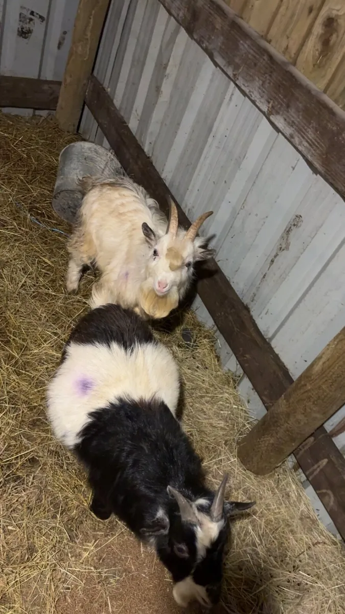 Pygmy bucks - Image 1