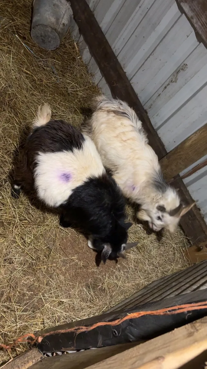 Pygmy bucks - Image 2