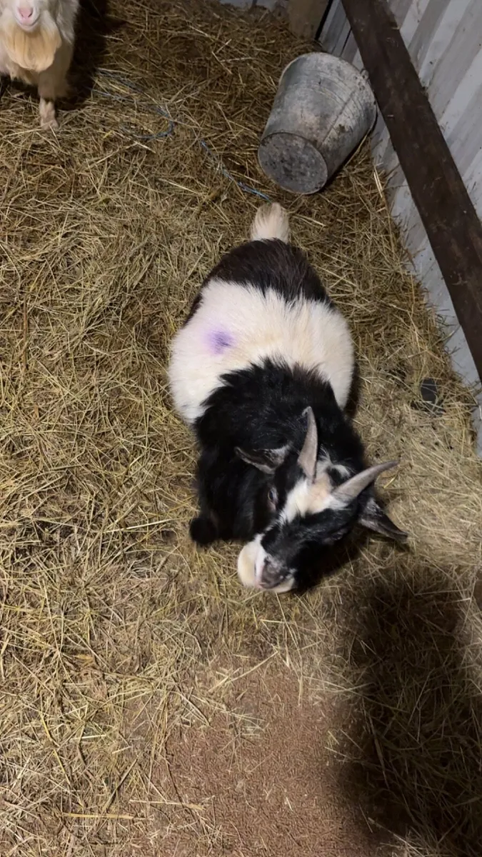 Pygmy bucks - Image 3