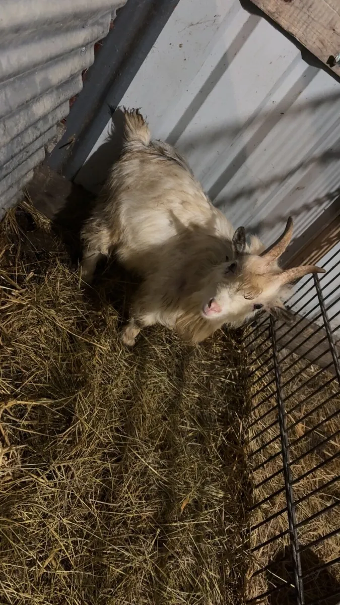 Pygmy bucks - Image 4