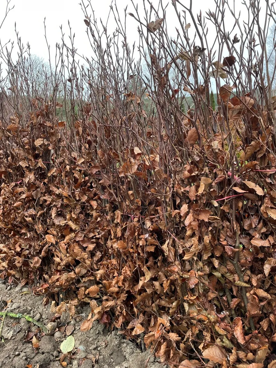 Beech Hedging - Image 3