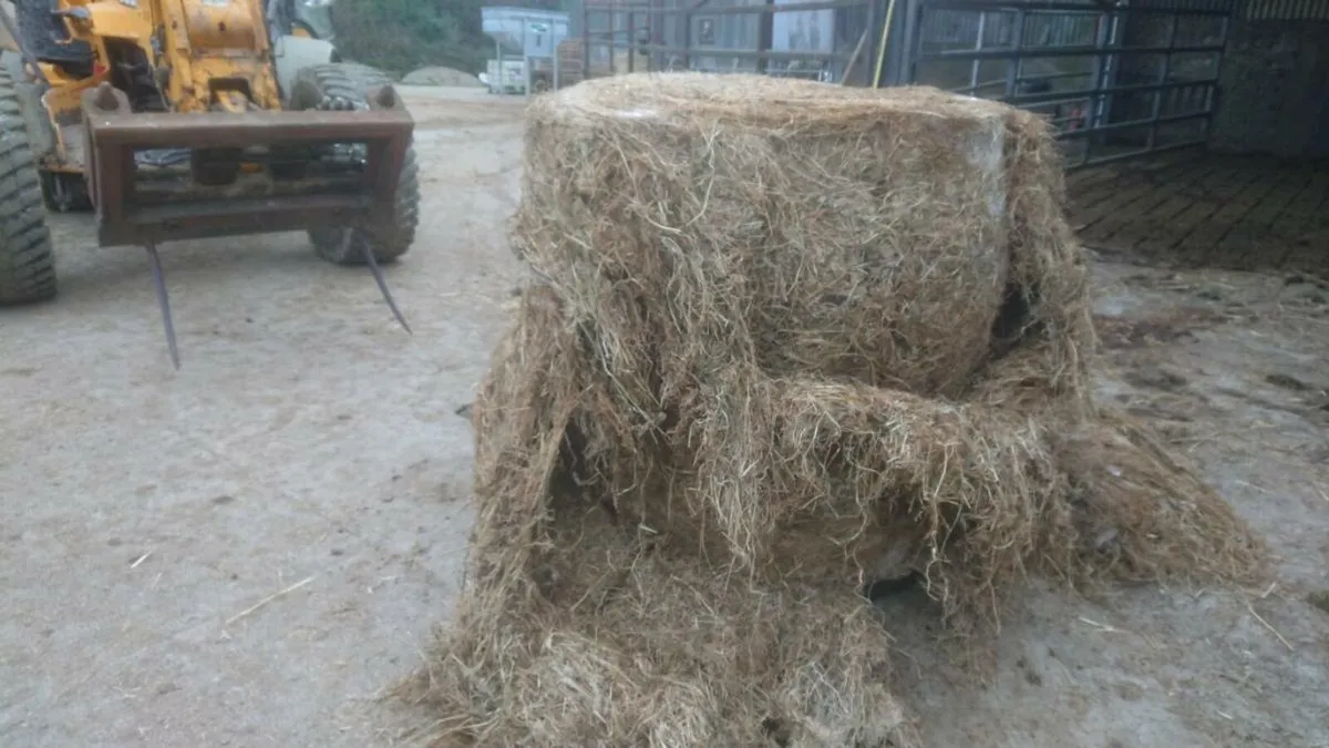 Bale Silage - Image 2