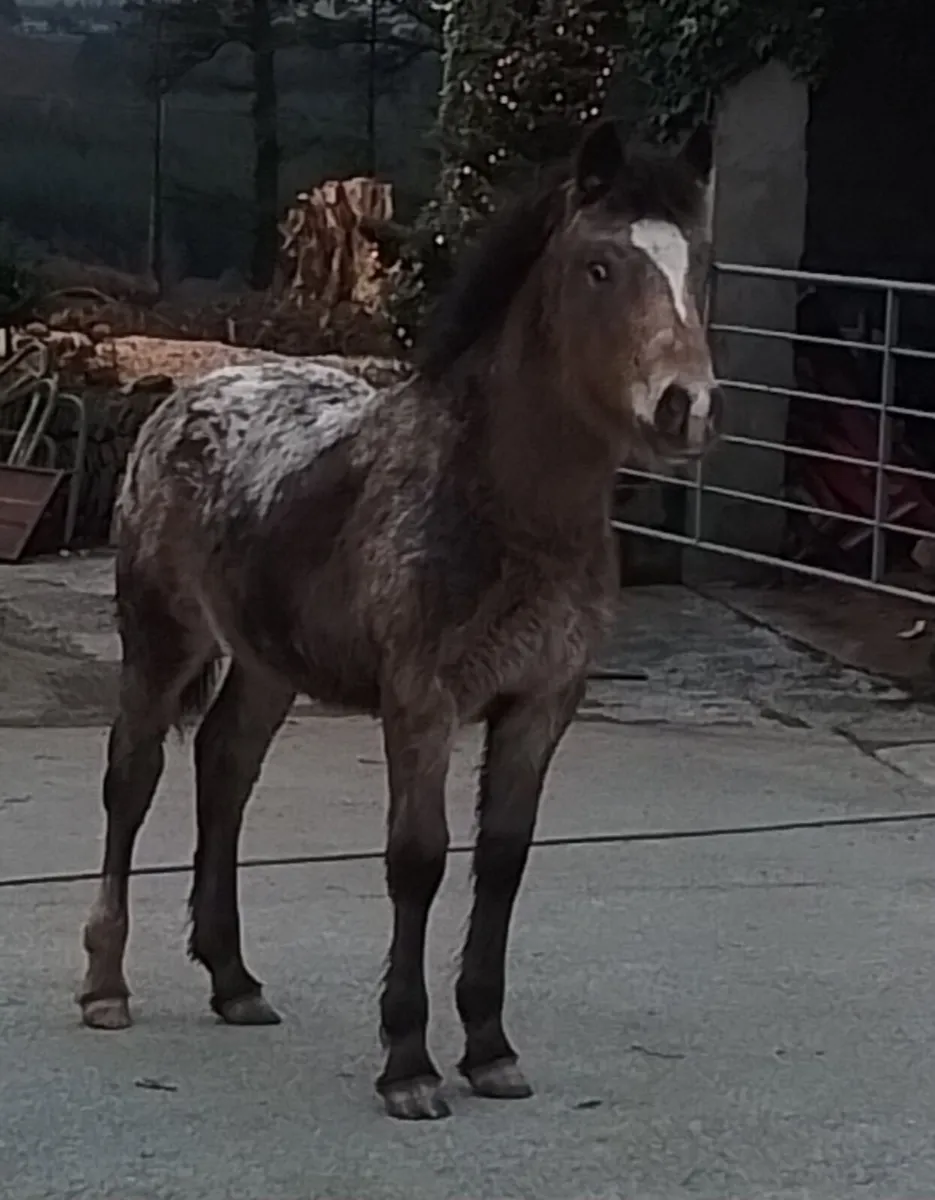 Appaloosa filly foal for sale - Image 1