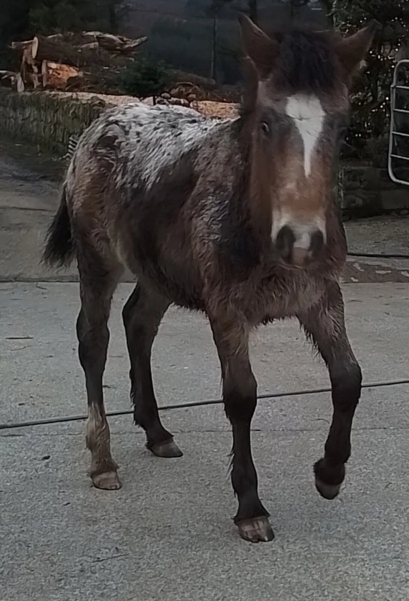 Appaloosa filly foal for sale - Image 2