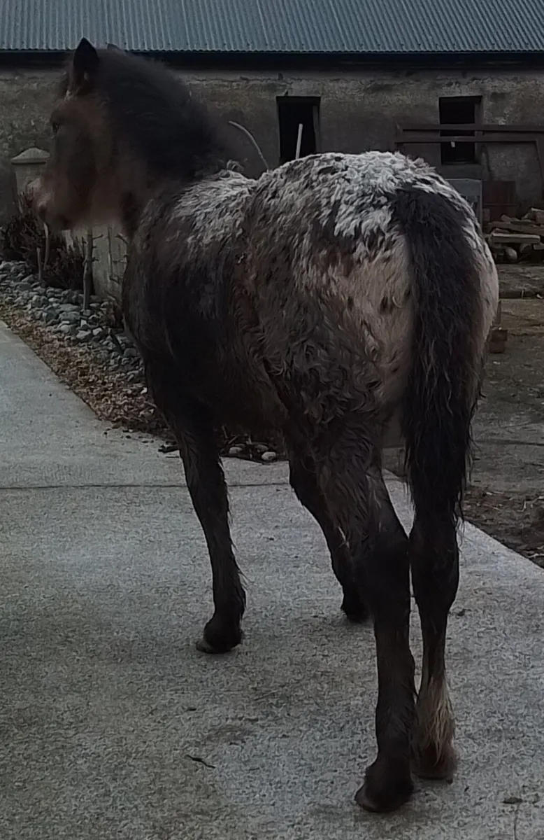 Appaloosa filly foal for sale - Image 3