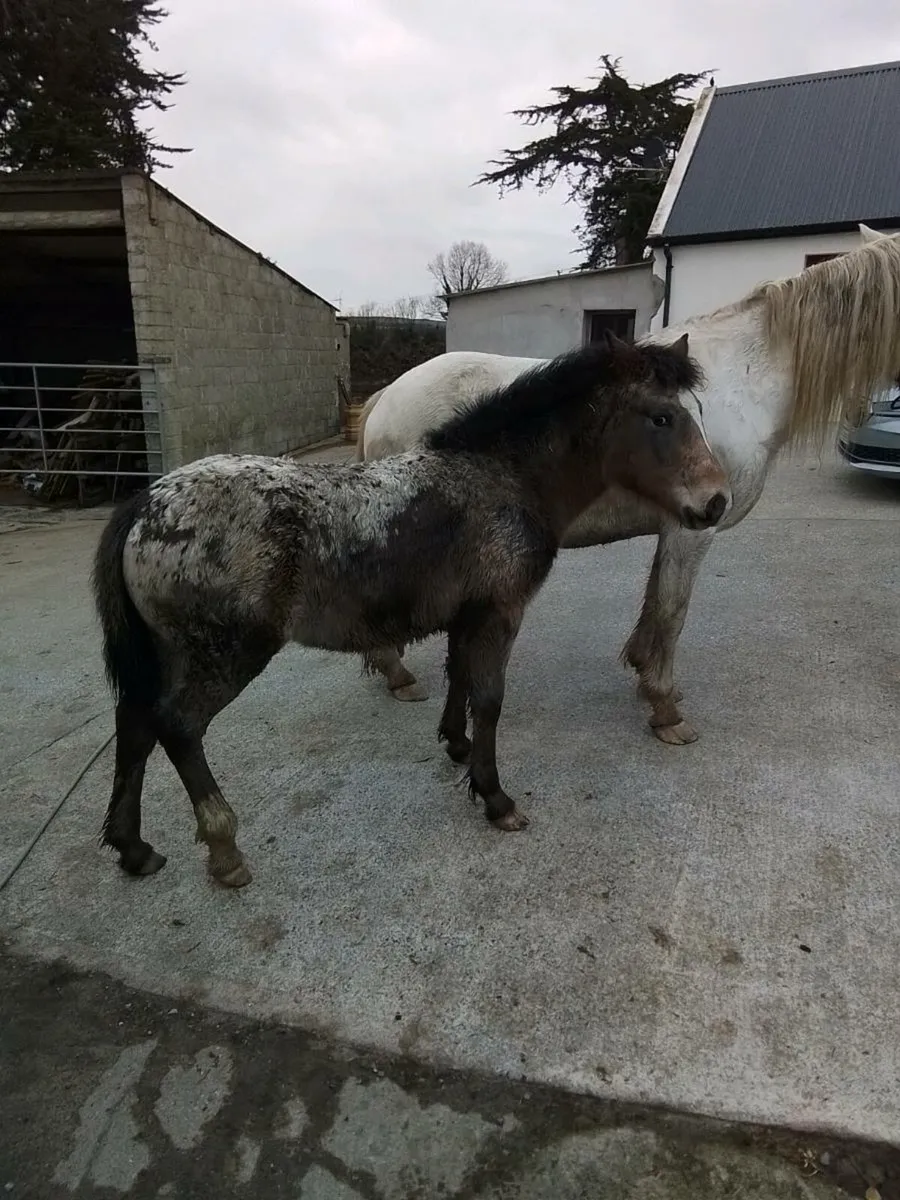 Appaloosa filly foal for sale - Image 4