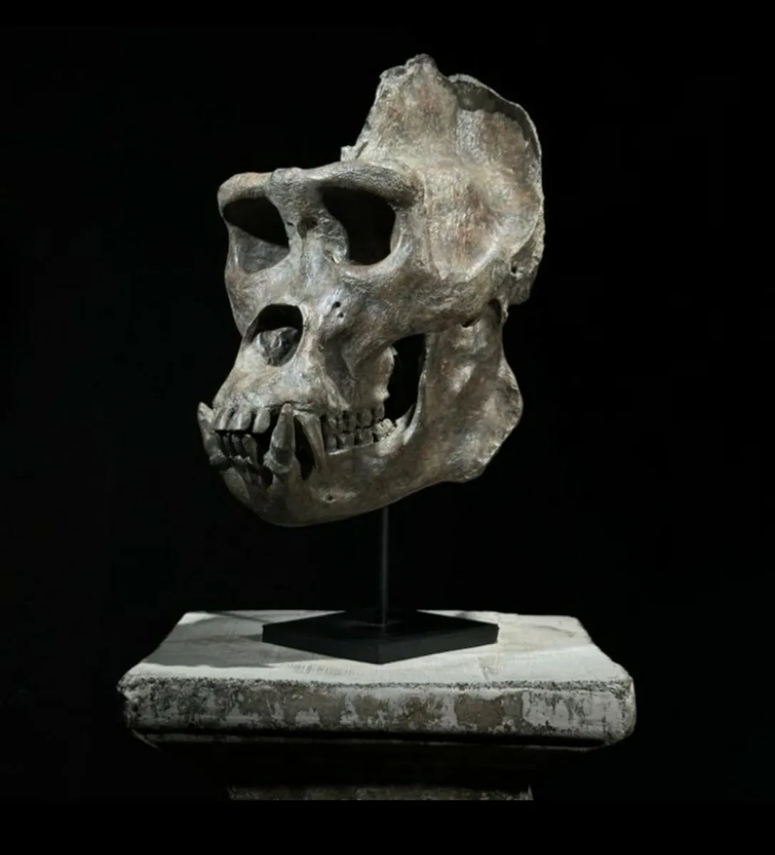Museum quality replica of a gorilla skull on stand - Image 1