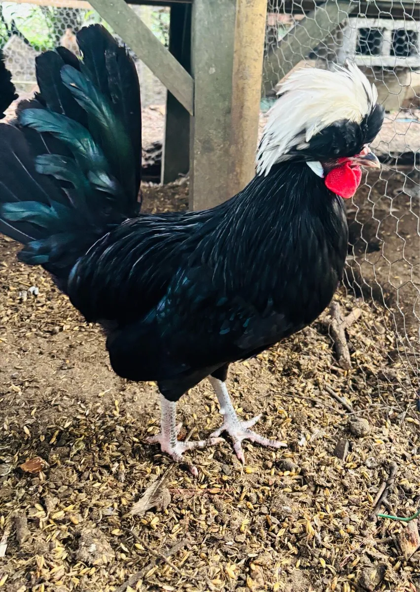 Polish Rooster - Image 1