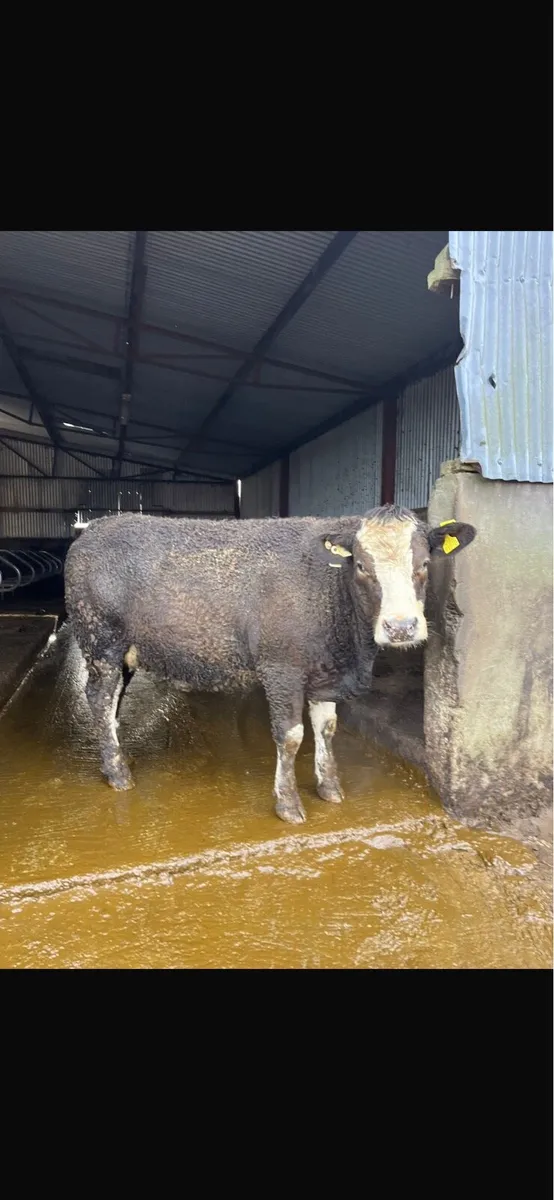 Six suckler heifer - Image 1