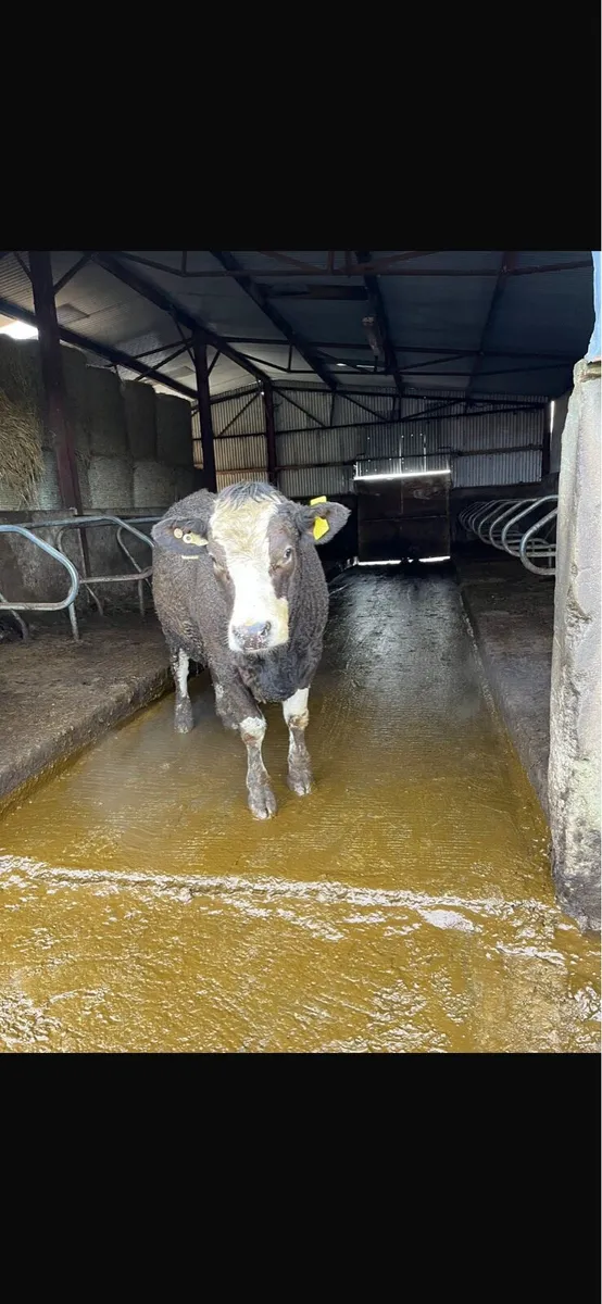 Six suckler heifer - Image 2