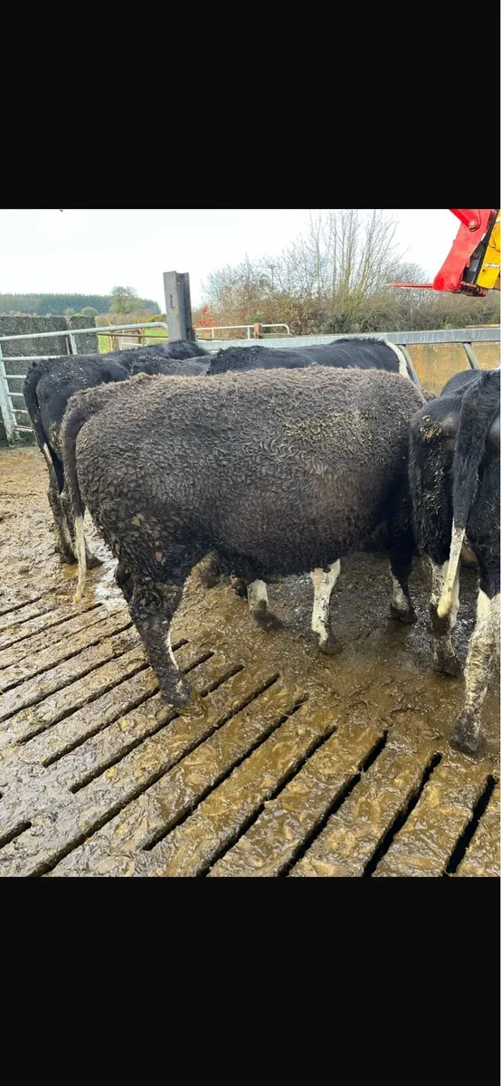 Six suckler heifer - Image 3