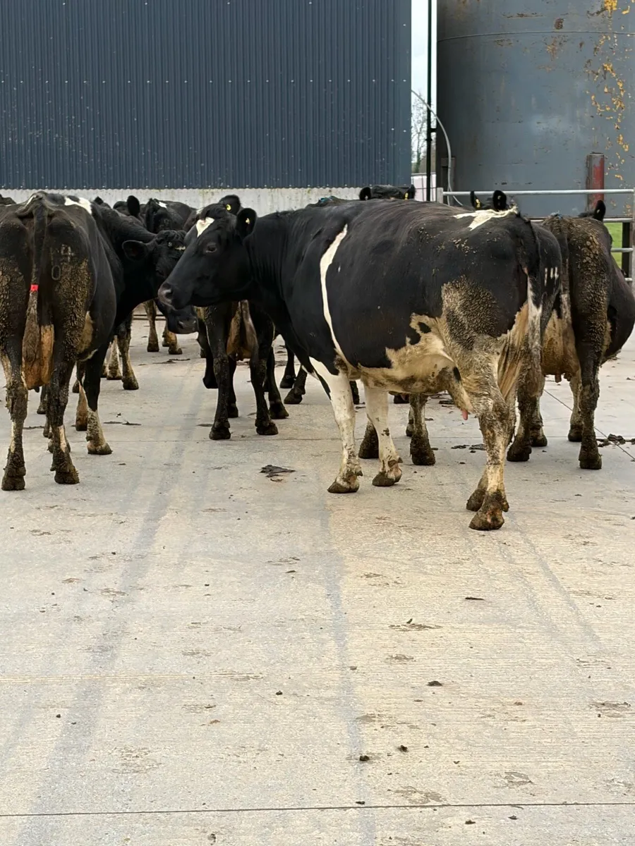 In calf Cows - Image 1