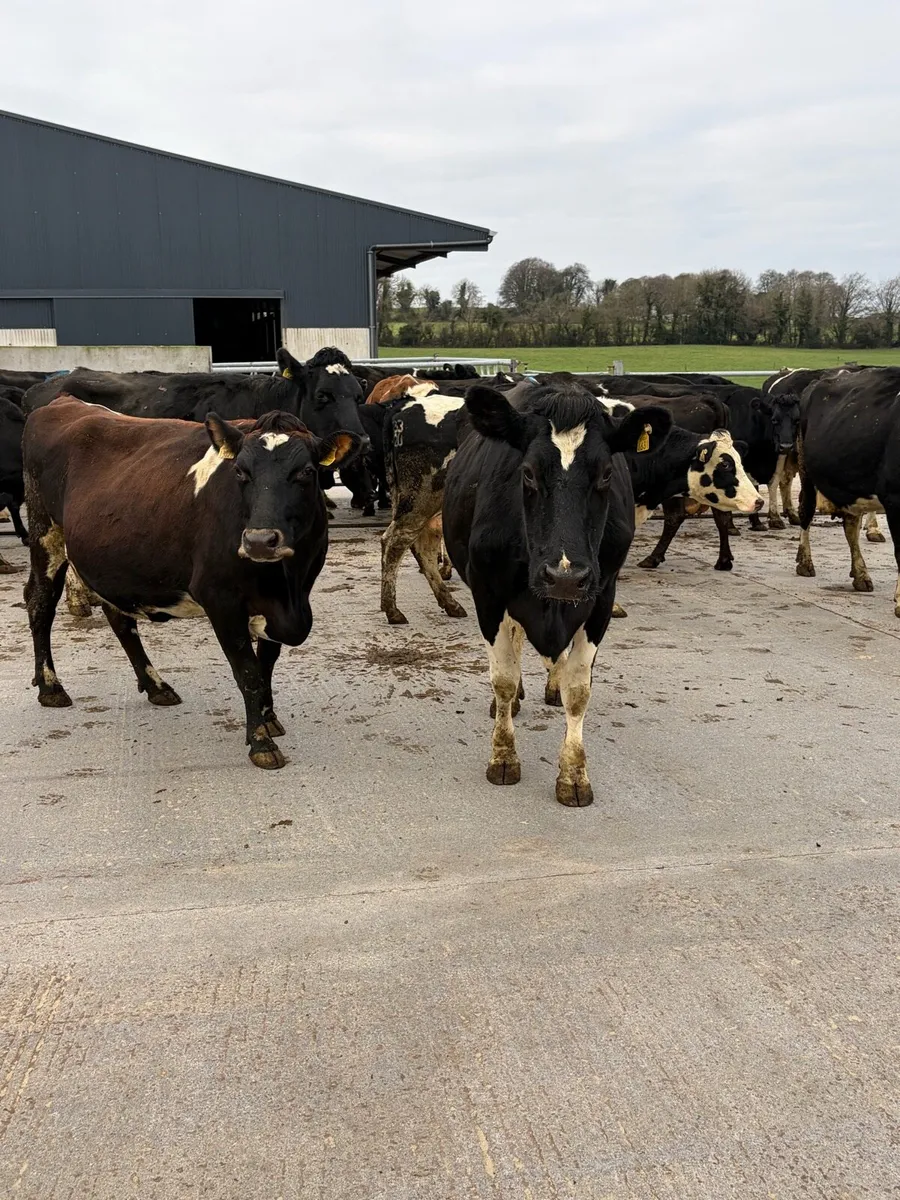 In calf Cows - Image 2