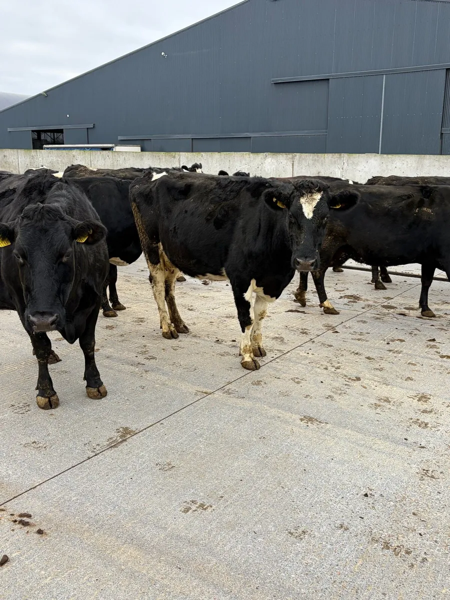 In calf Cows - Image 3