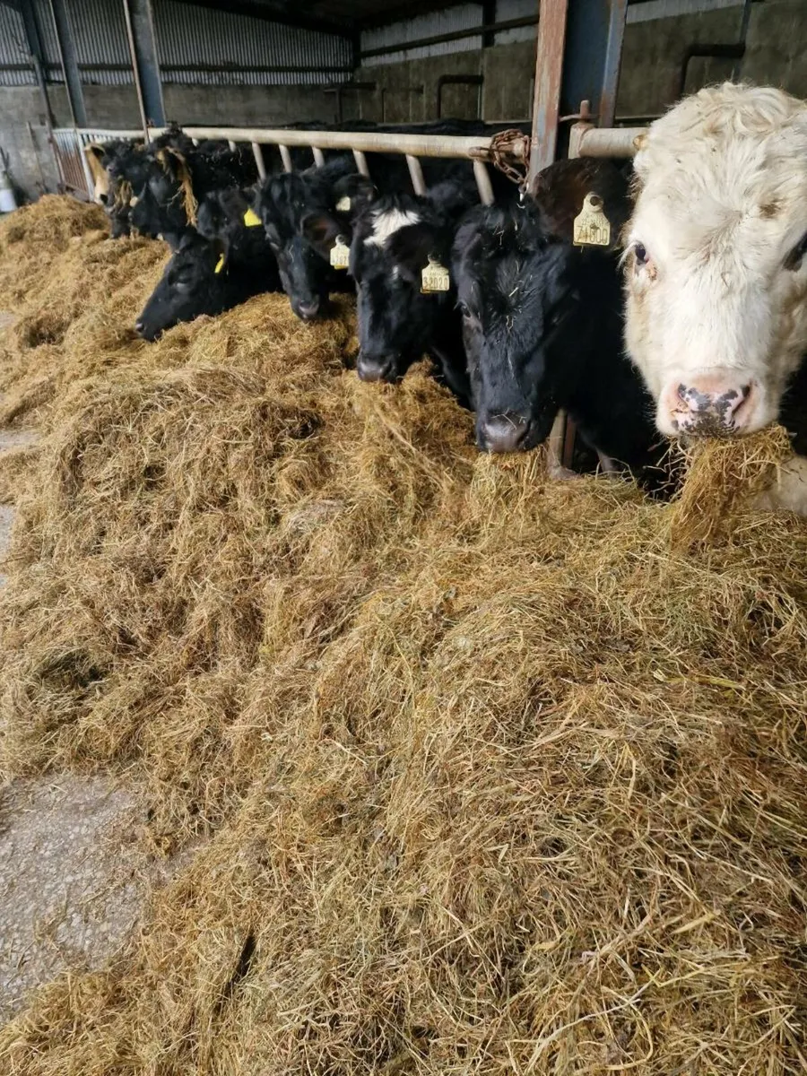 Round Bales - Image 3