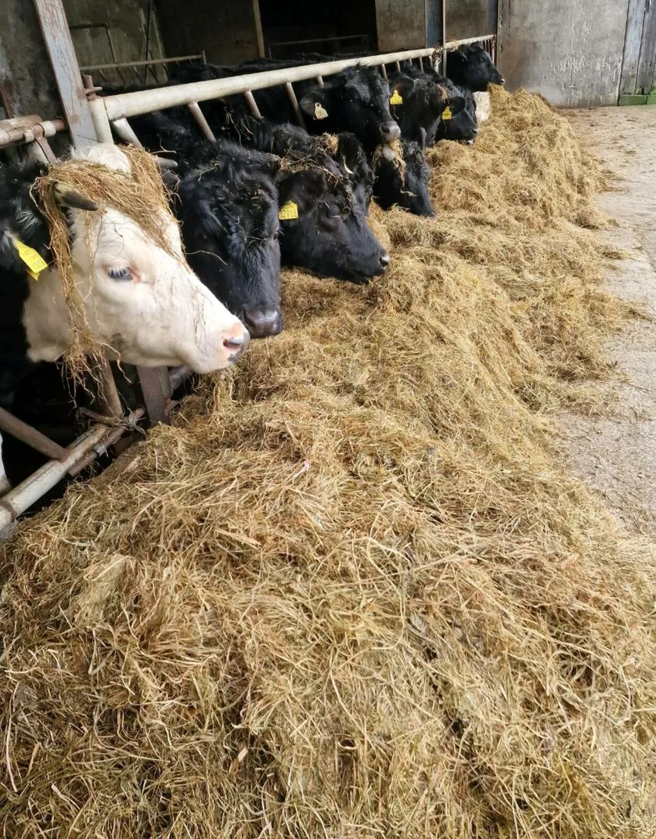 Round Bales - Image 4