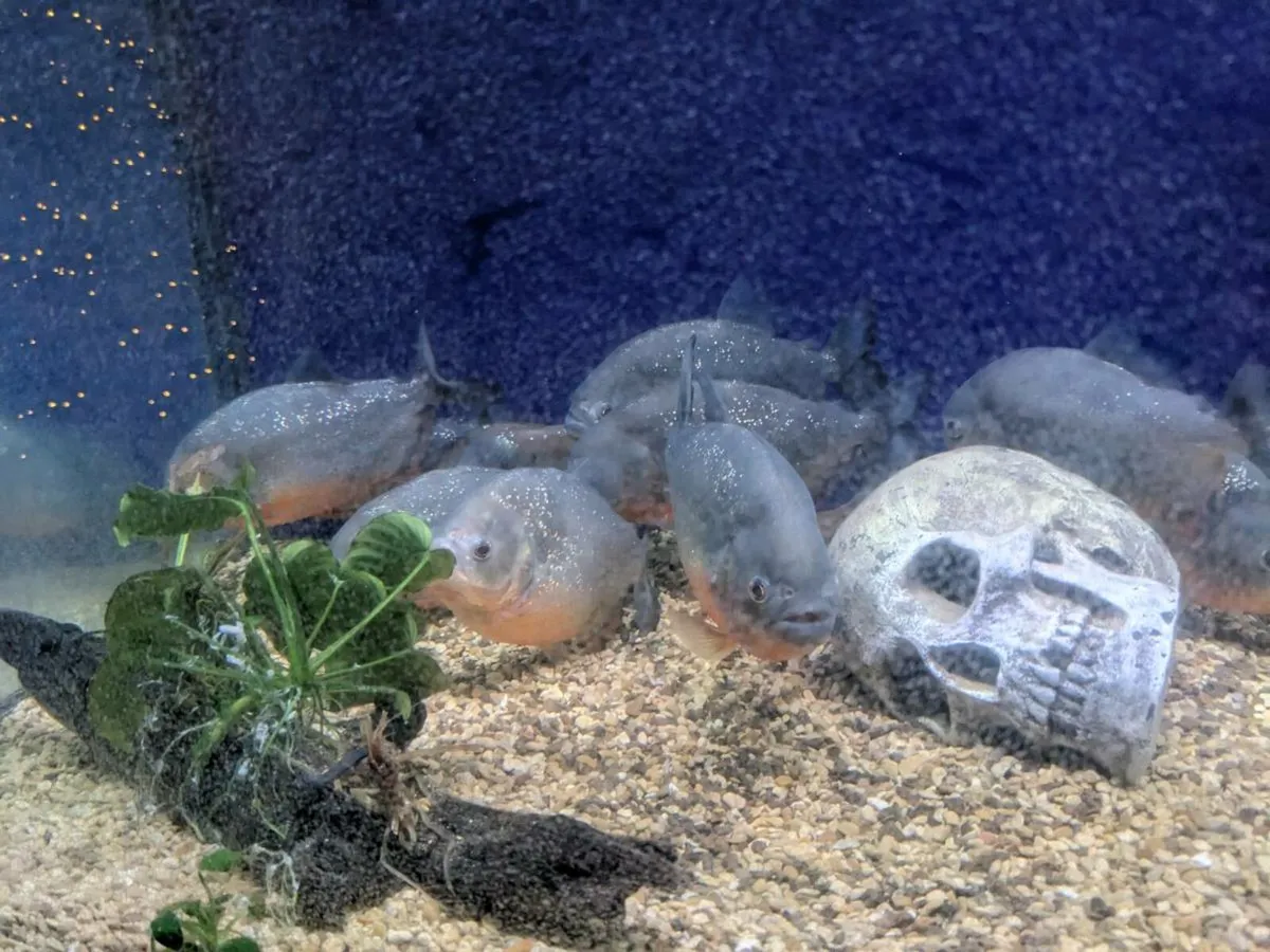11 Wild Red Belly Piranha - Image 1