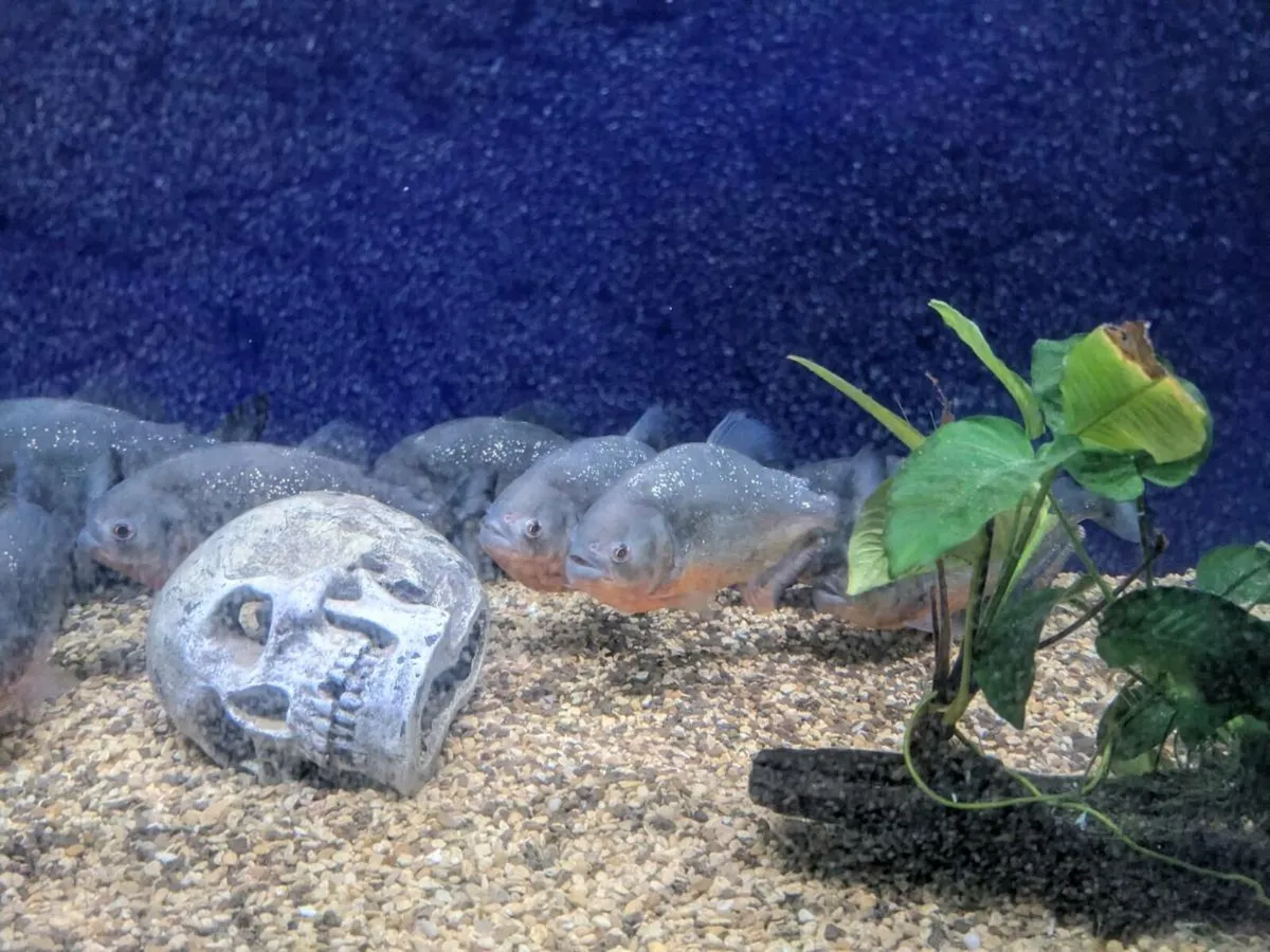 11 Wild Red Belly Piranha - Image 2