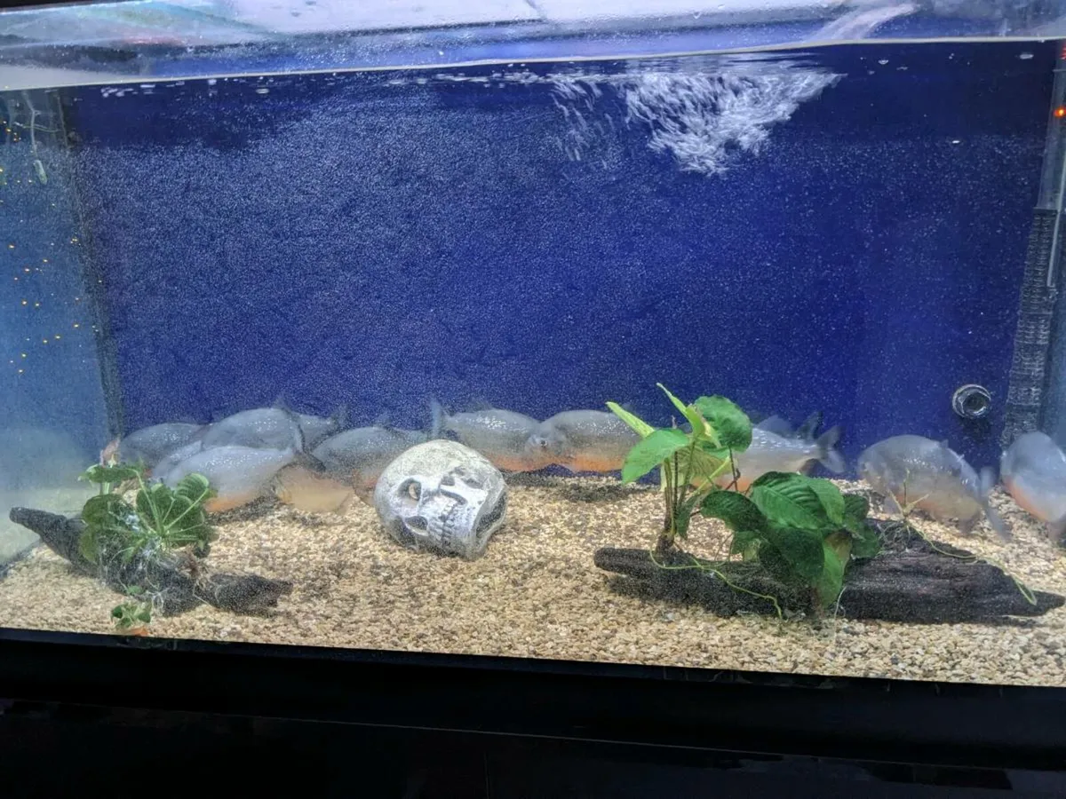 11 Wild Red Belly Piranha - Image 3