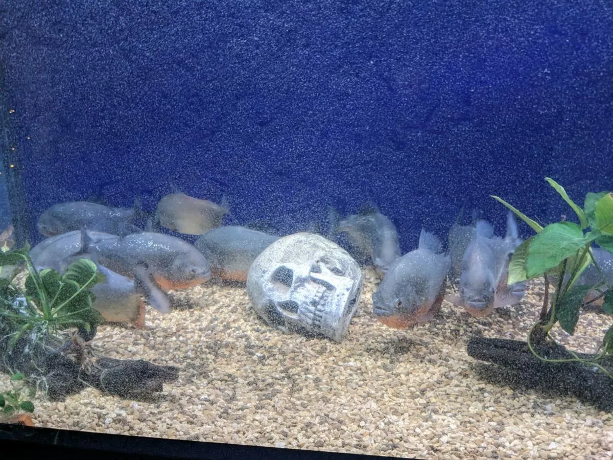 11 Wild Red Belly Piranha - Image 4