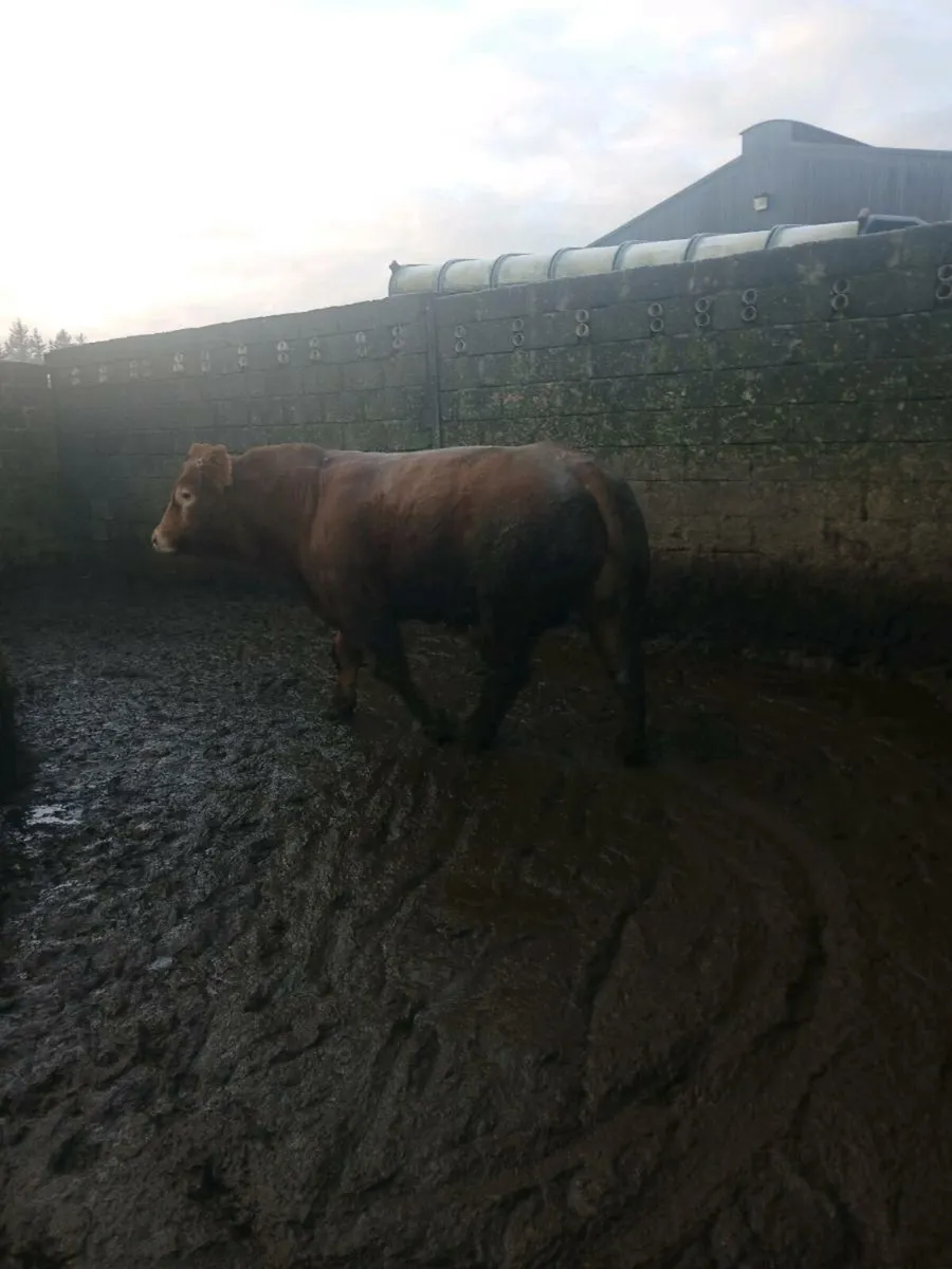 Breading bull - Image 1