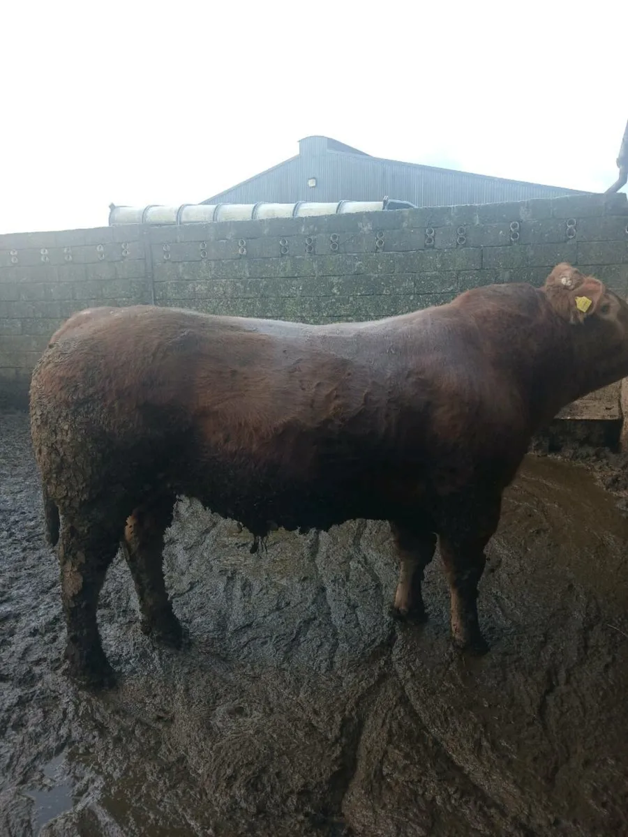 Breading bull - Image 2