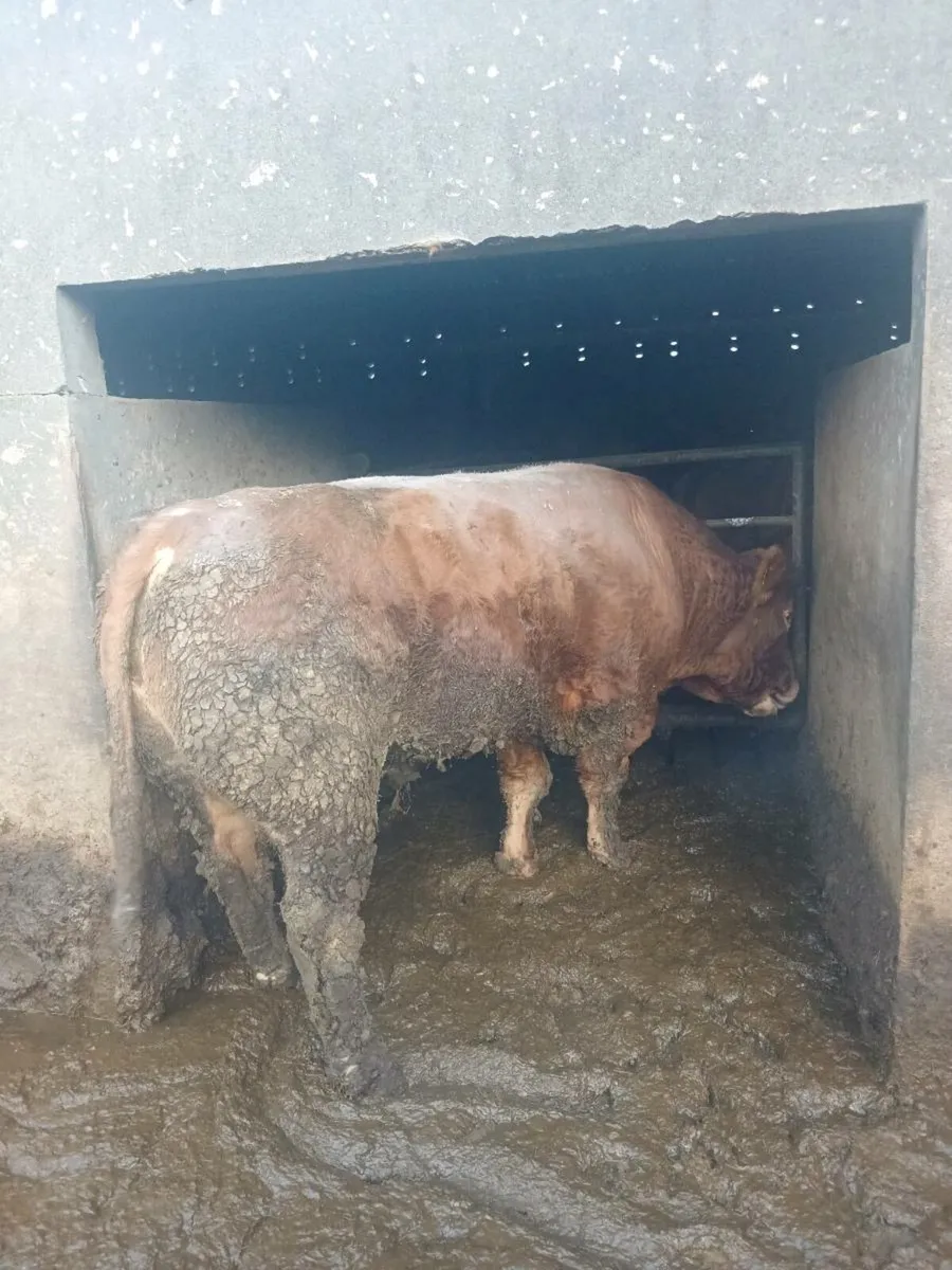 Breading bull - Image 3