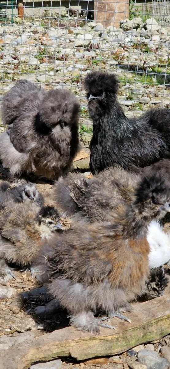 Day old USA SILKIE CHICKS - Image 3