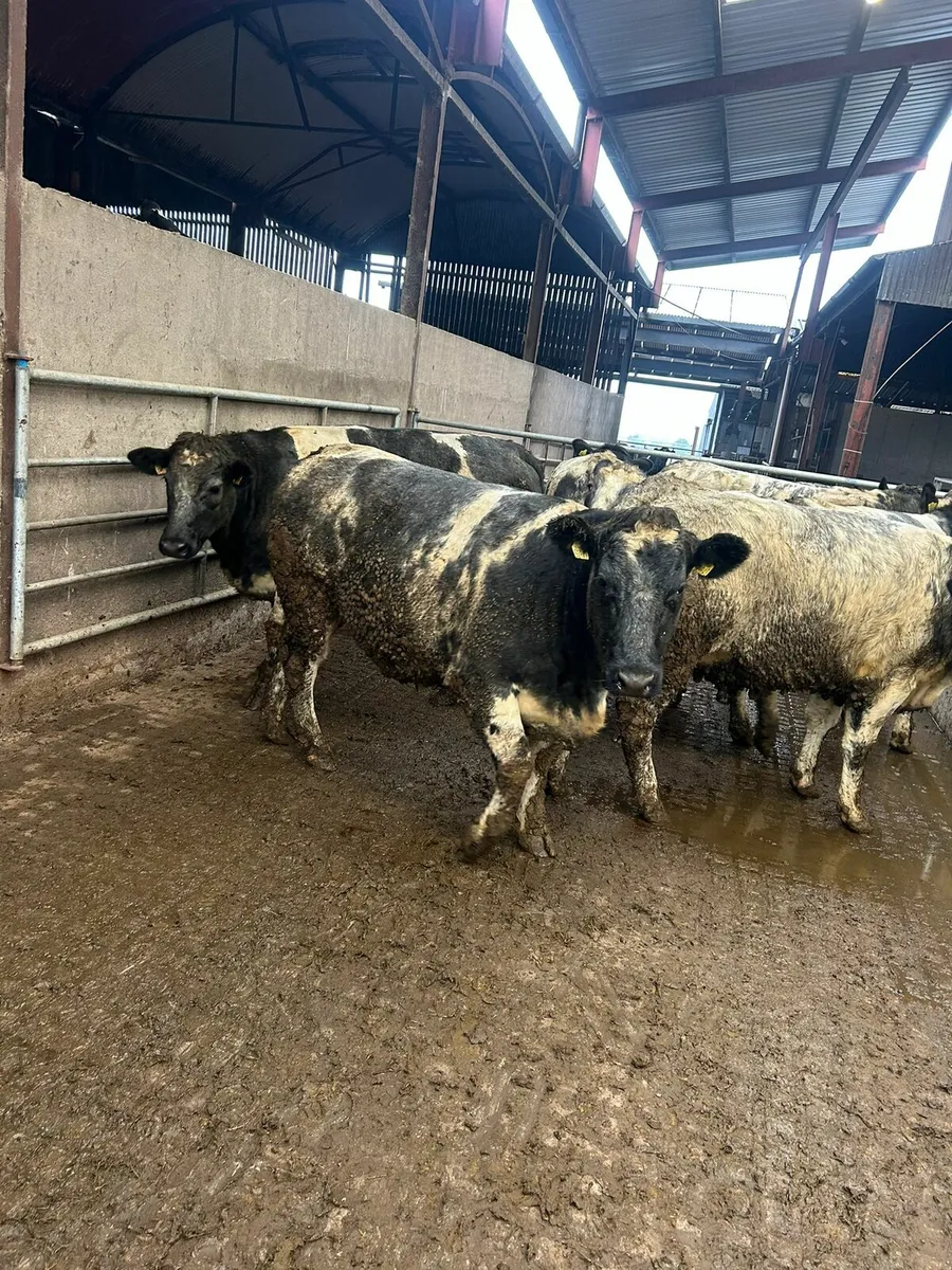 Breeding Heifers - Image 2