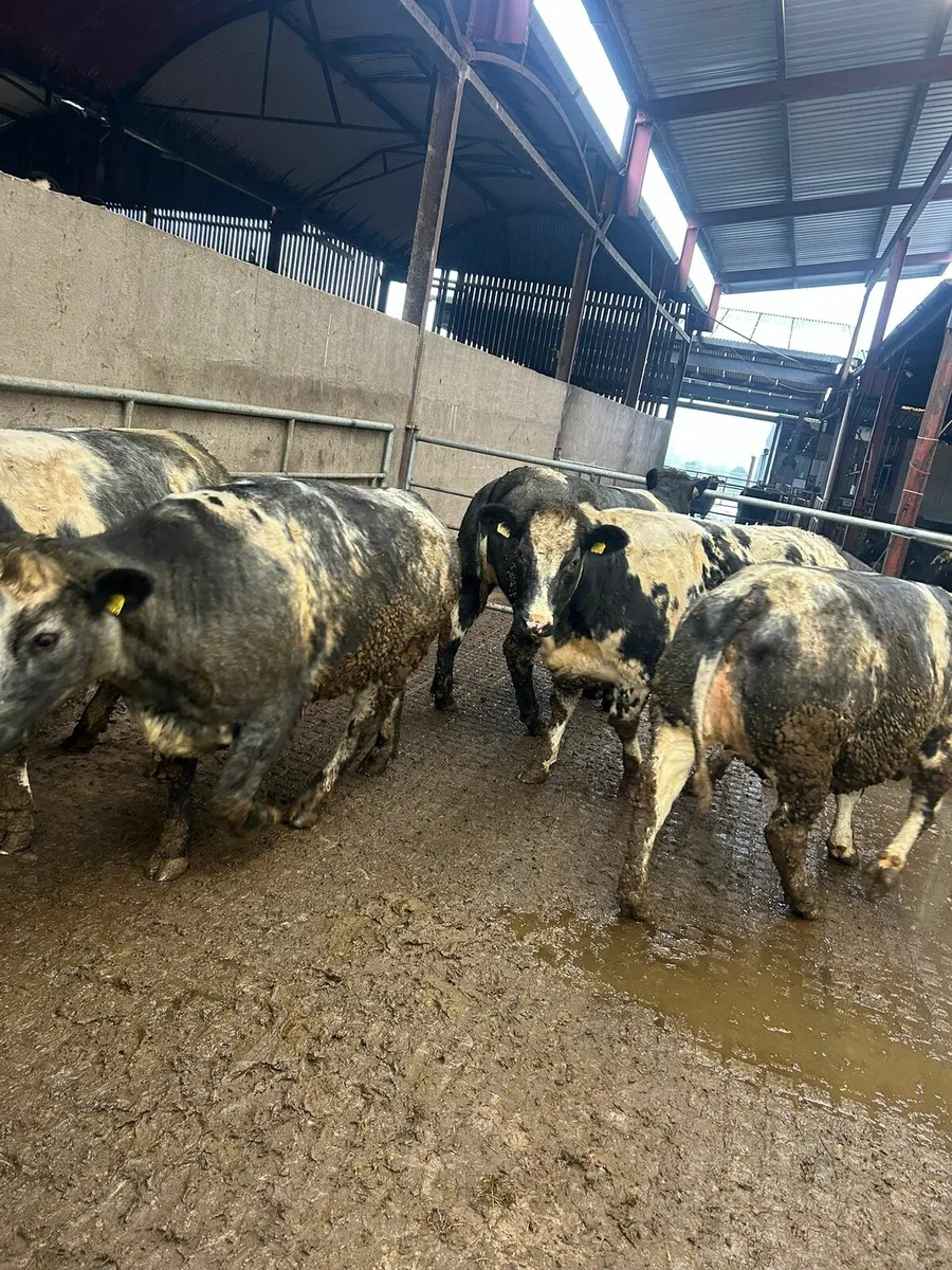 Breeding Heifers - Image 3