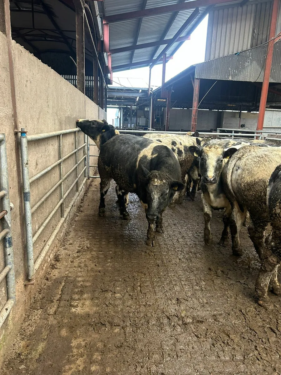 Breeding Heifers - Image 4