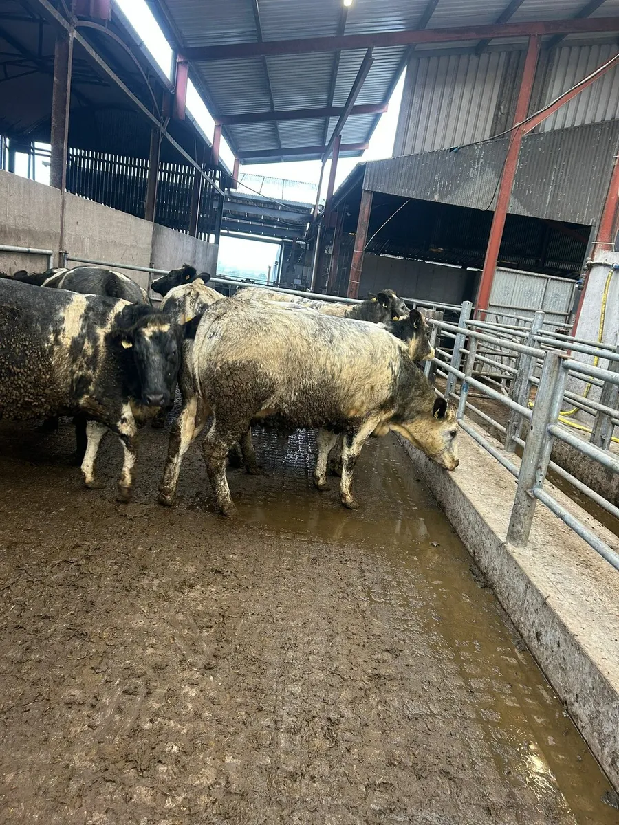 Breeding Heifers - Image 1