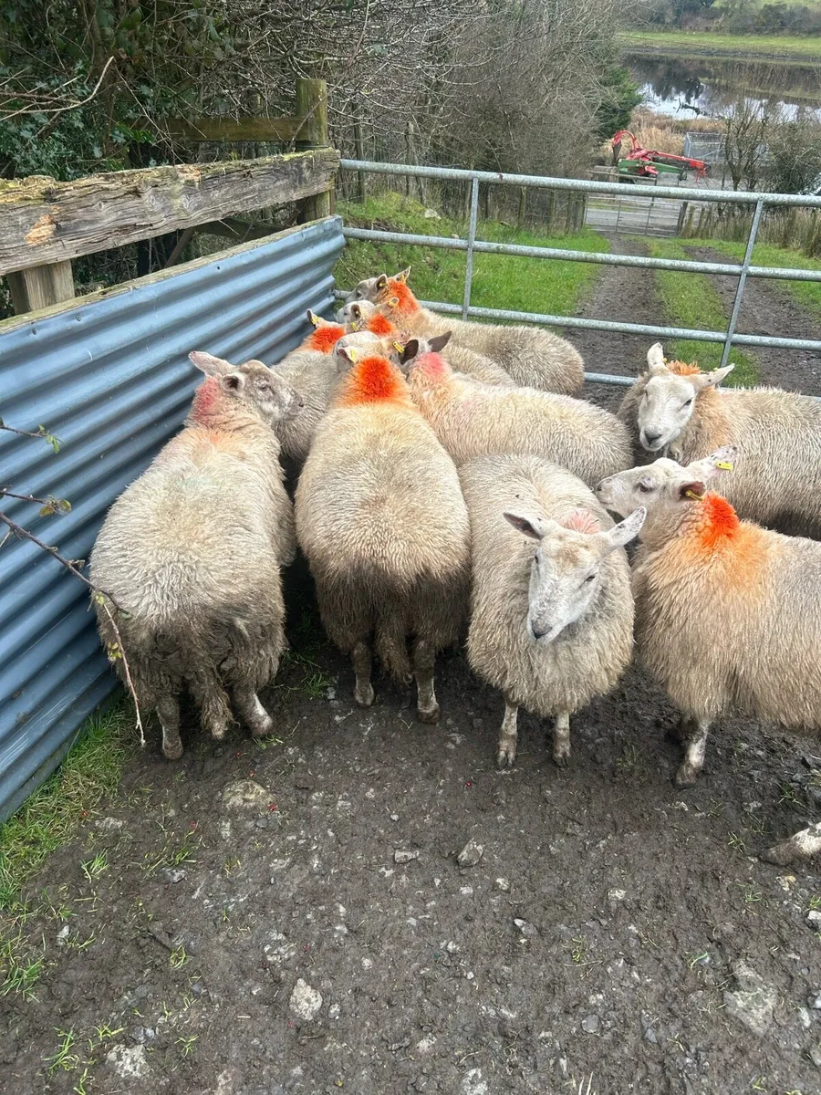 10 quality ewe lambs - Image 1