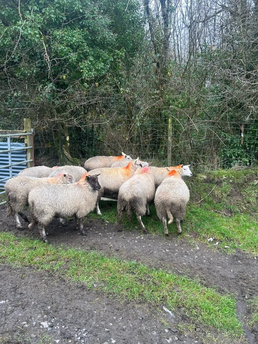 10 quality ewe lambs - Image 2