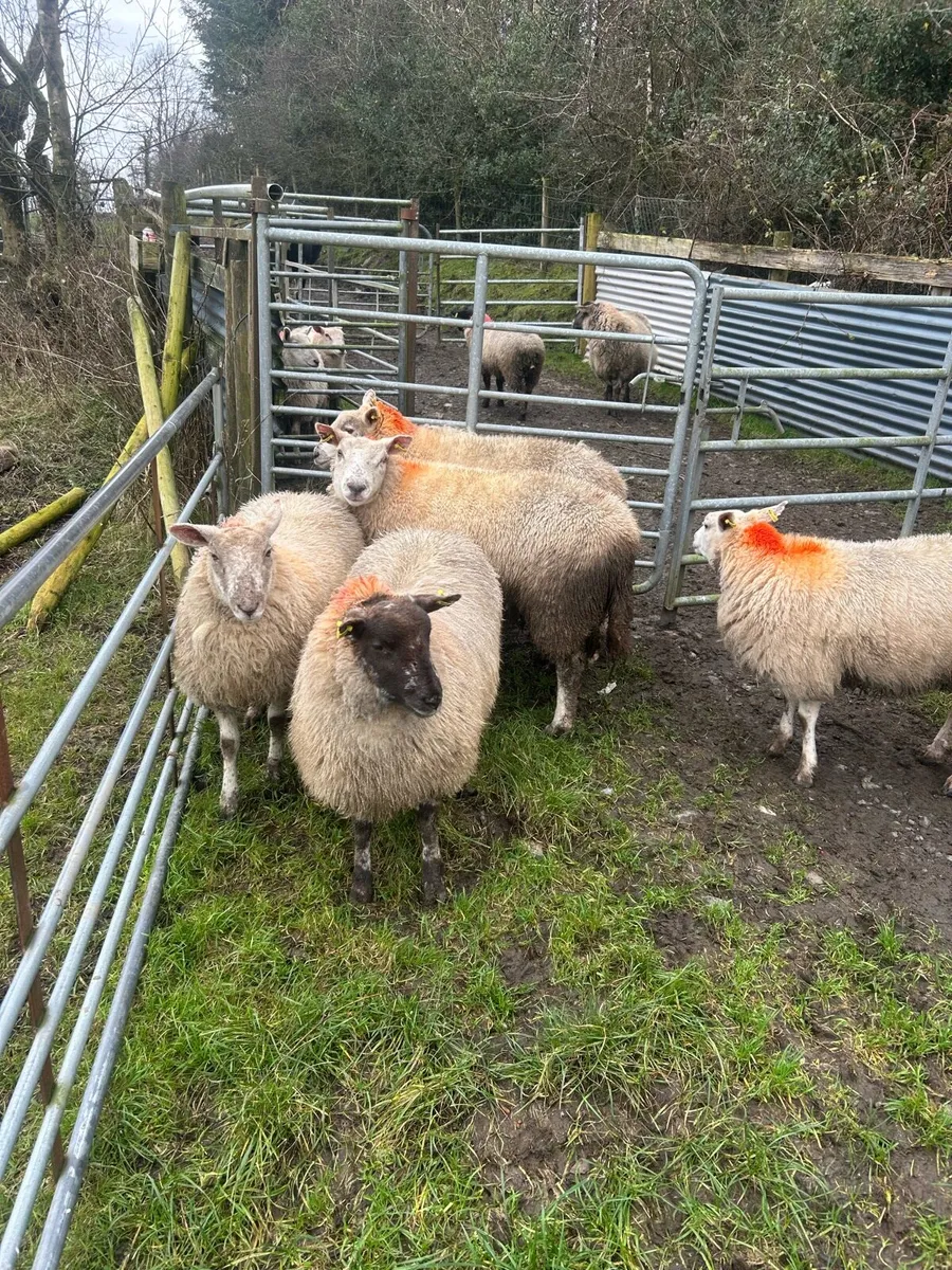 10 quality ewe lambs - Image 3