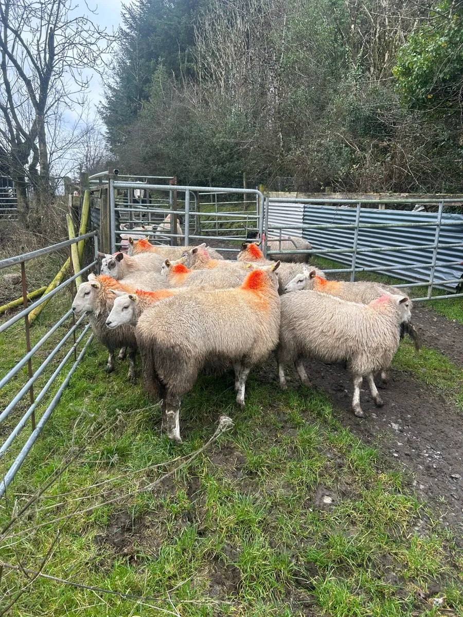 10 quality ewe lambs - Image 4