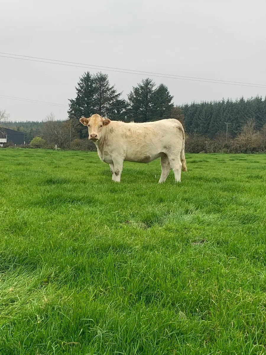 Springer heifer - Image 1