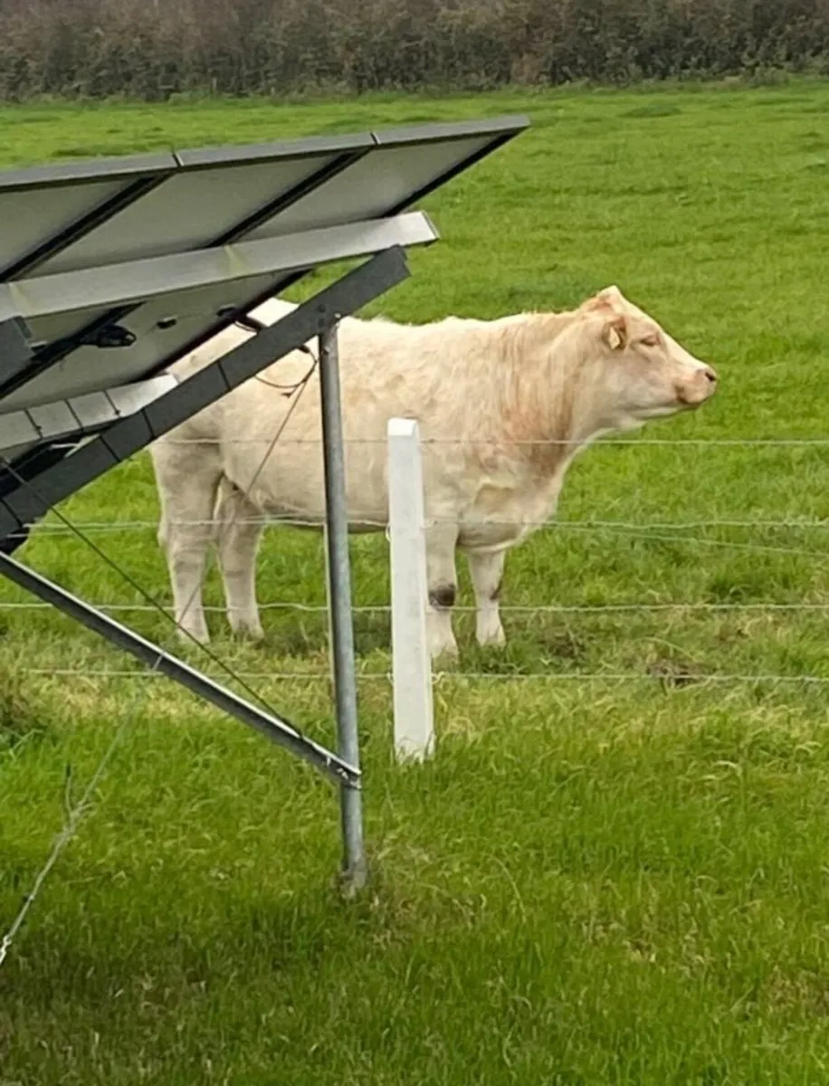 Springer heifer - Image 3