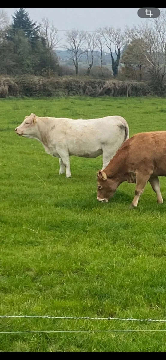 Springer heifer - Image 4