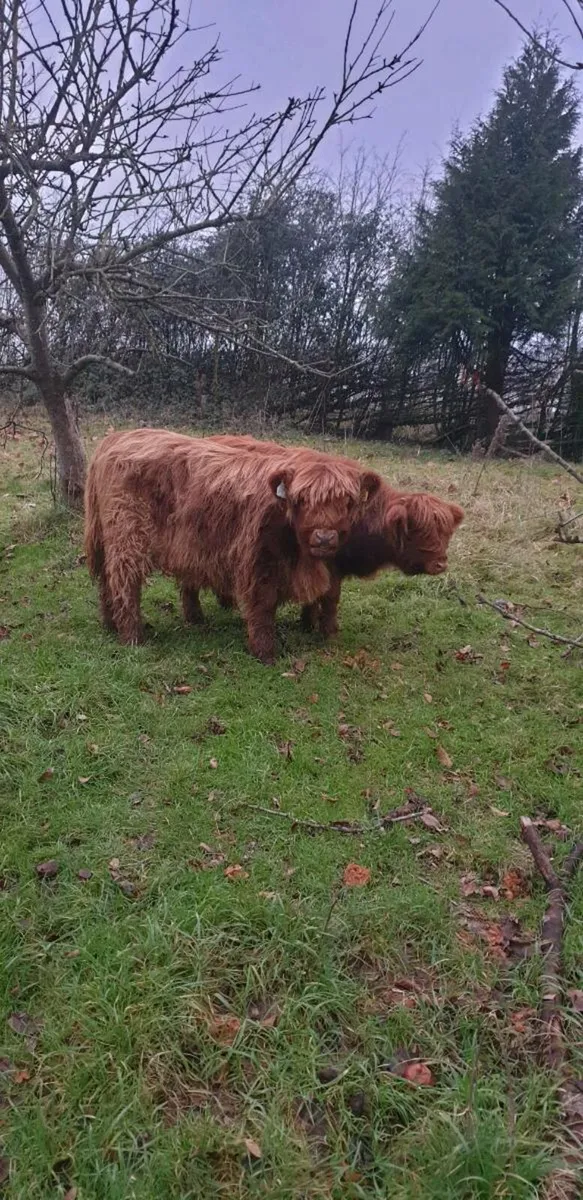 Highland heifers - Image 1