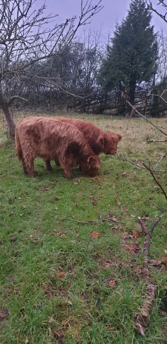 Highland heifers - Image 2
