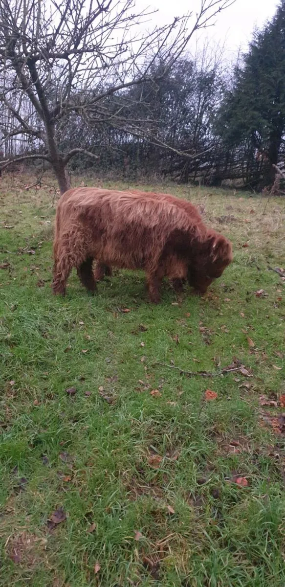 Highland heifers - Image 3