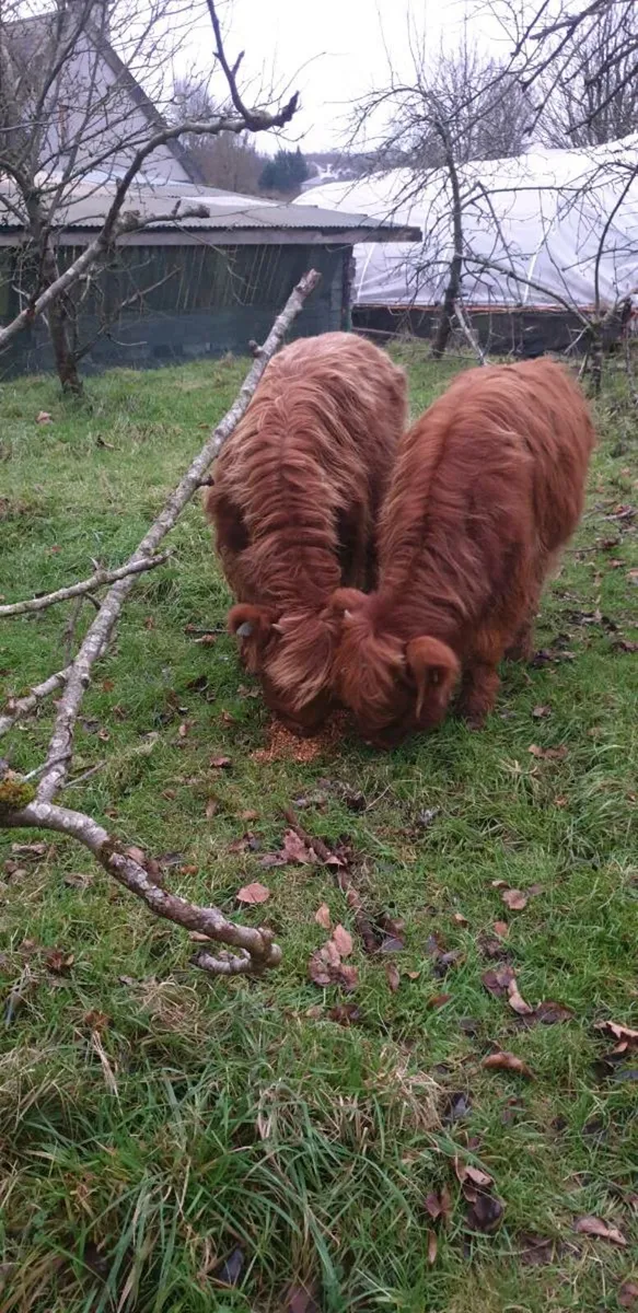 Highland heifers - Image 4