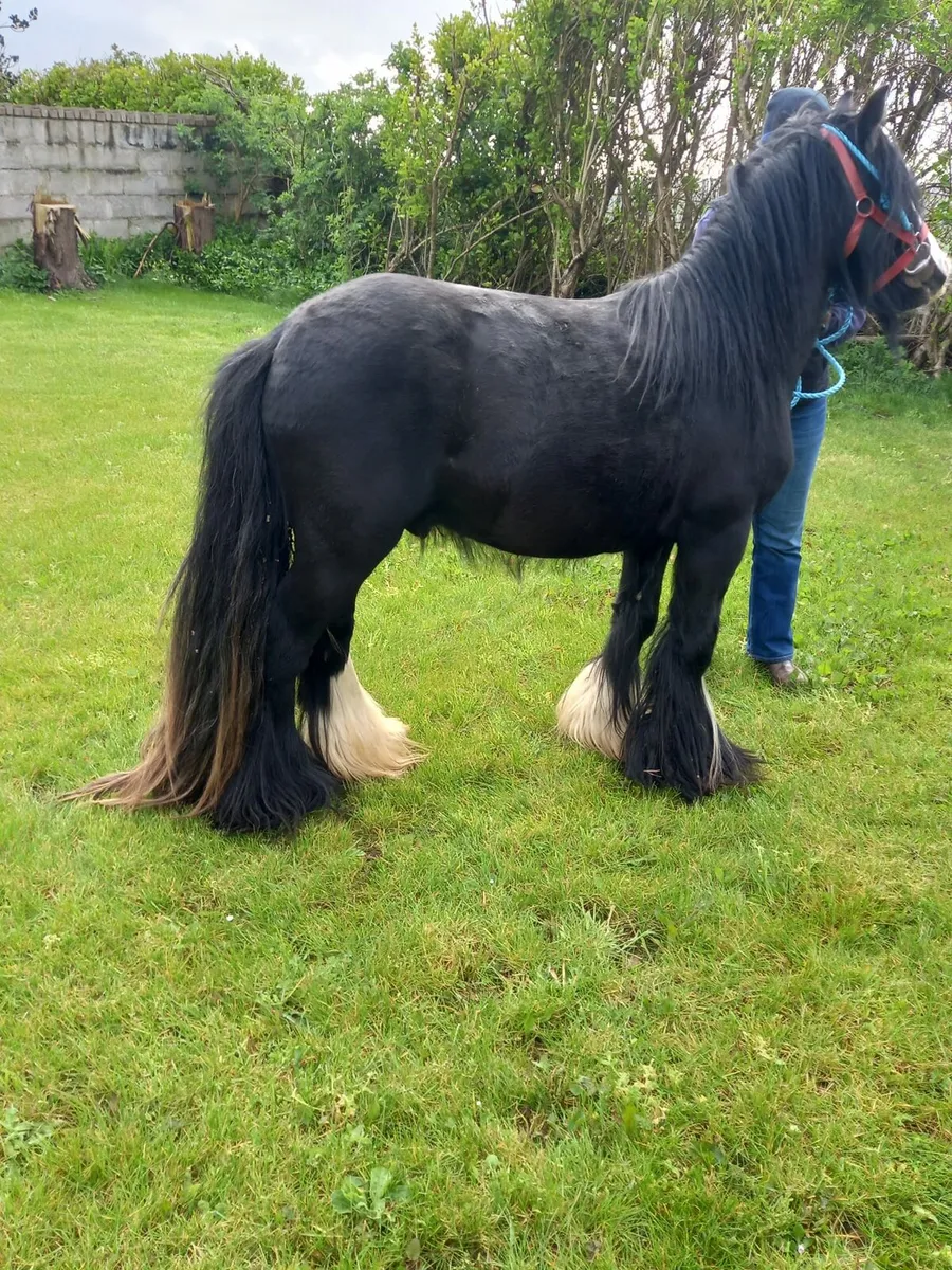 Teaser ponys....choice of 2.....6yo...have ran wit - Image 3