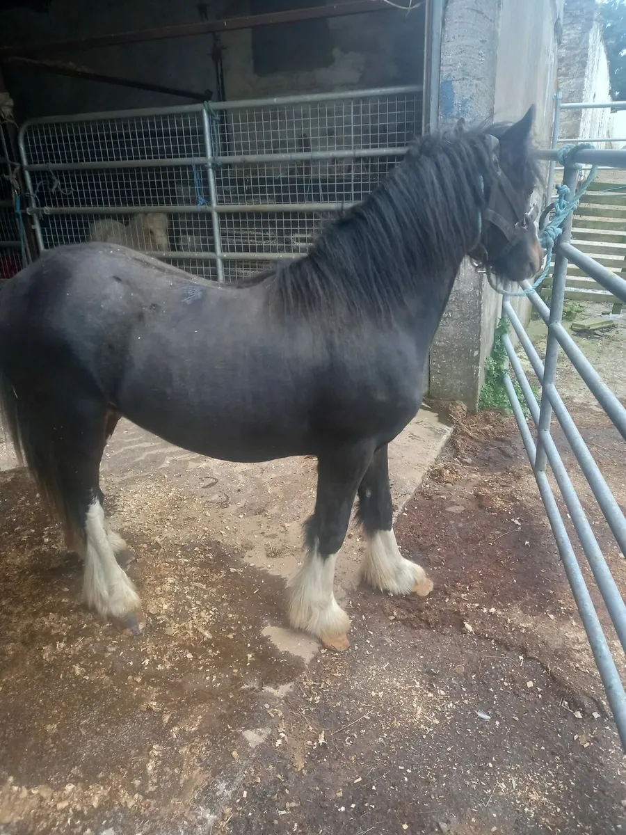 Teaser ponys....choice of 2.....6yo...have ran wit - Image 1