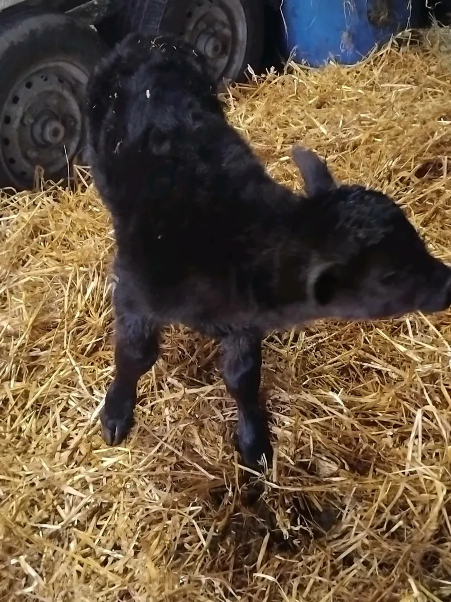 Calfed friesian heifer with angus bull calf - Image 2